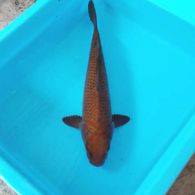 NJK - CAGOI TEMBAGA