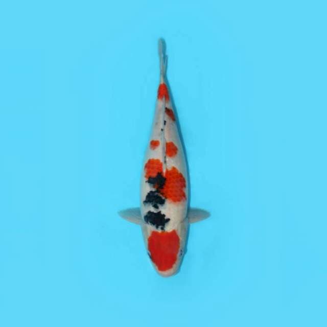 YG_SANKE_35 CM