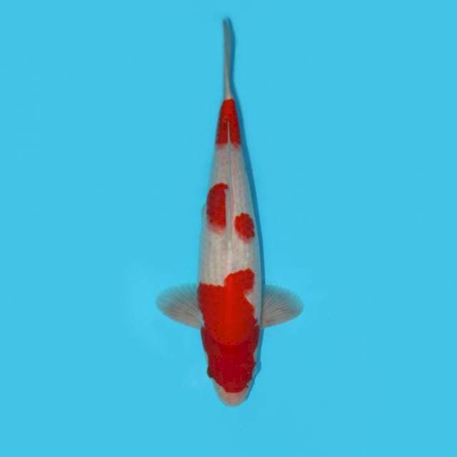 YG_SANDAN RED KOHAKU_36 CM