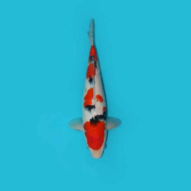YG_SANKE TATEGOI_33CM
