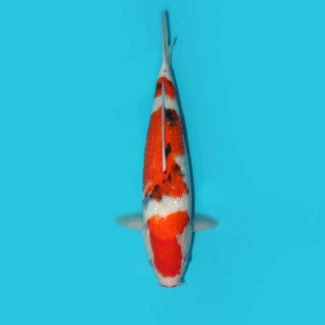 YG_SANKE _31CM