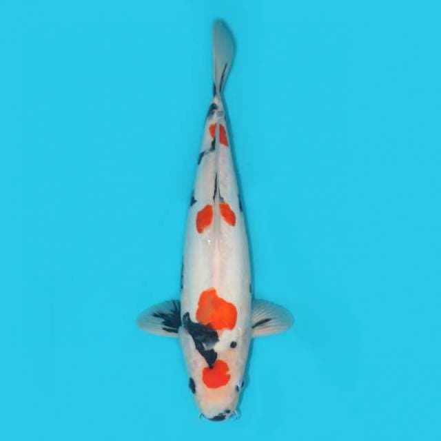 YG_SHOWA DOITSU_39CM