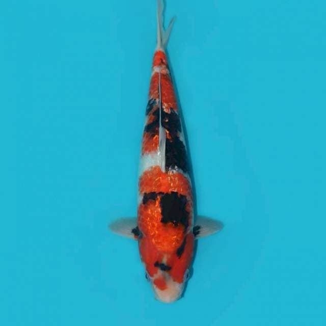 YG_SHOWA GINRIN_35CM
