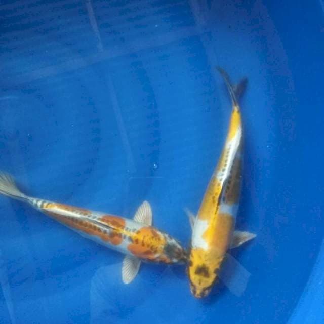 Kinkiko