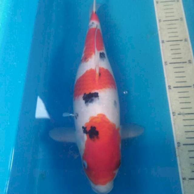 Sanke, Betina 40 cm