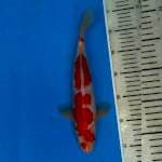 Red Strong Kohaku 30cm 