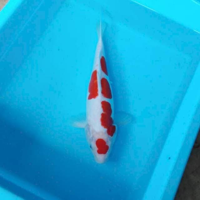 NJK - MARUTEN KOHAKU