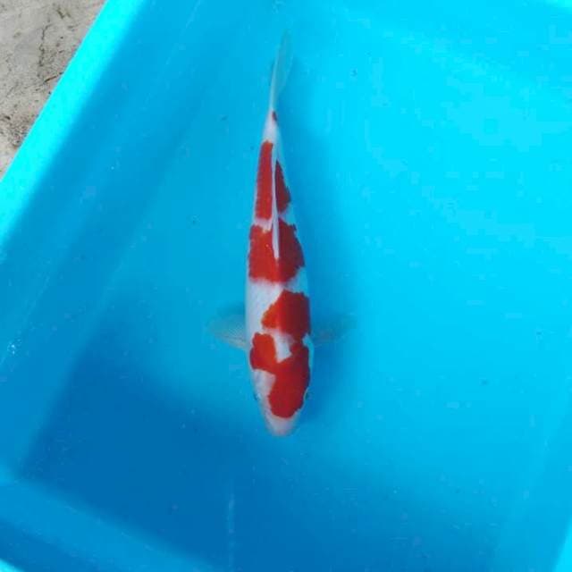 NJK - ORIGINAL KOHAKU