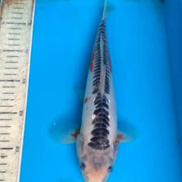 Shusui 32cm