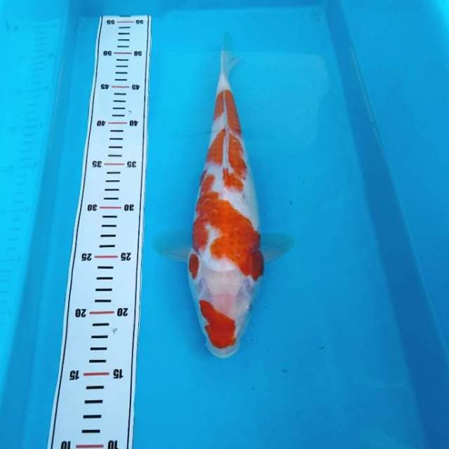 Nkc - bulky kohaku