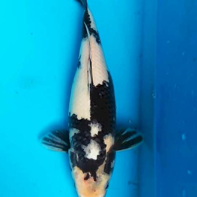 Shiro 31cm