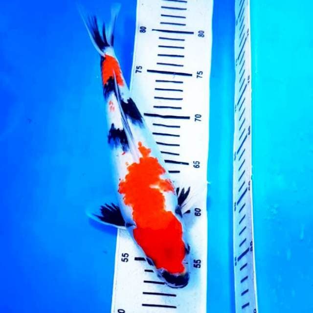 SHOWA 30cm MALE