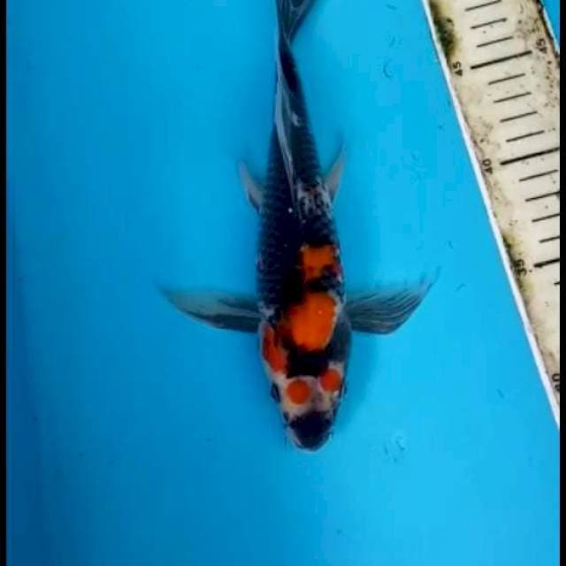KUMPAY SHOWA 24 CM