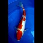 Kohaku 31 Cm