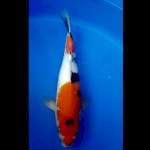 Showa 31 cm