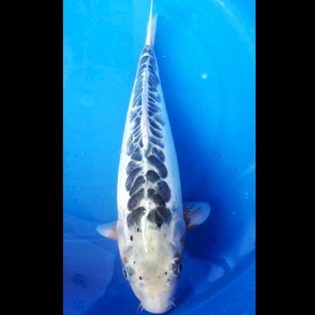 Shusui 36 cm