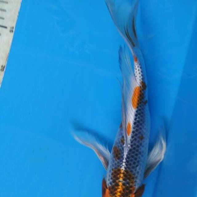 KUMPAY KUJAKU