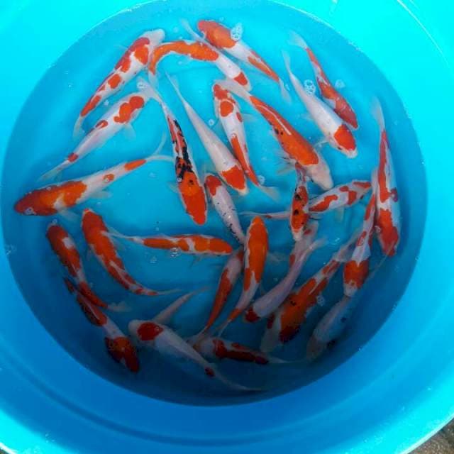 mix campur 30 ekor