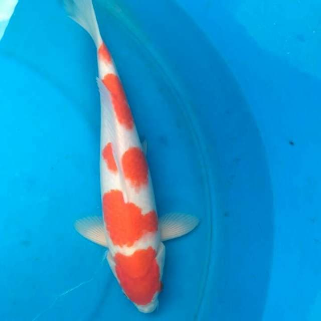 Sk kohaku
