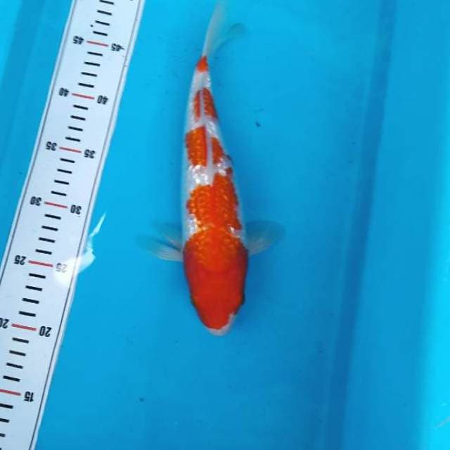 Nkc - ginjrin kohaku