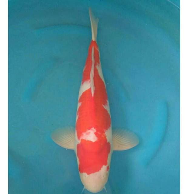 Ogata Jumbo Male Kohaku
