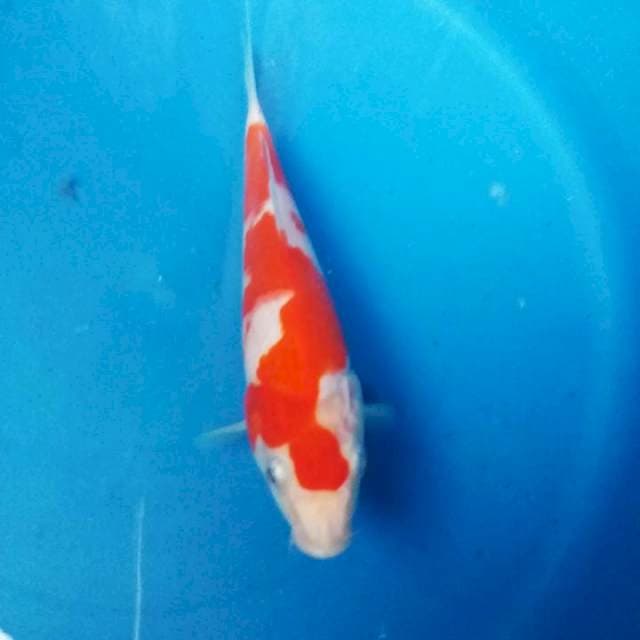 kohaku 17cm inasuma ori