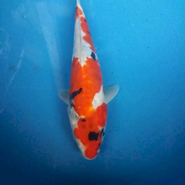sowa doit 20cm