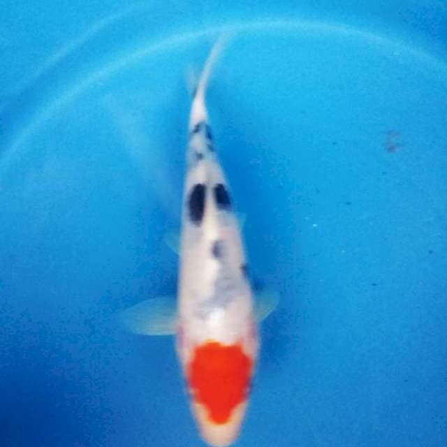 tanco sanke jos 17cm