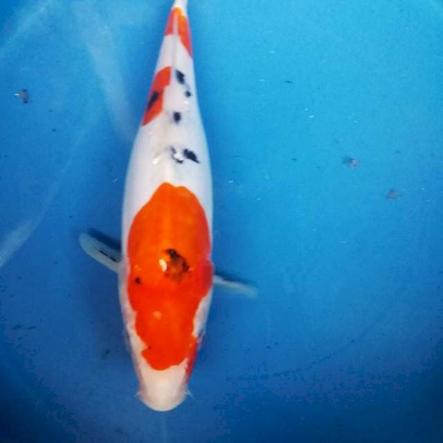 doitsu 25cm