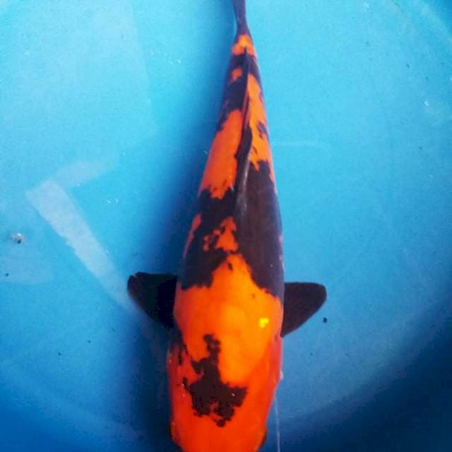utsuri doitsu 26cm 