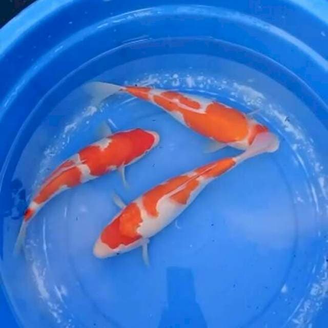 Kohaku