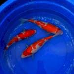 Kohaku
