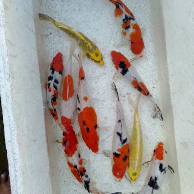 Mix