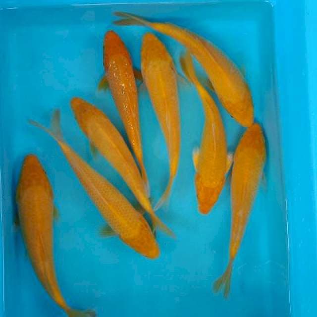 MIX KARASHI MATA MERAH 20-23 CM
