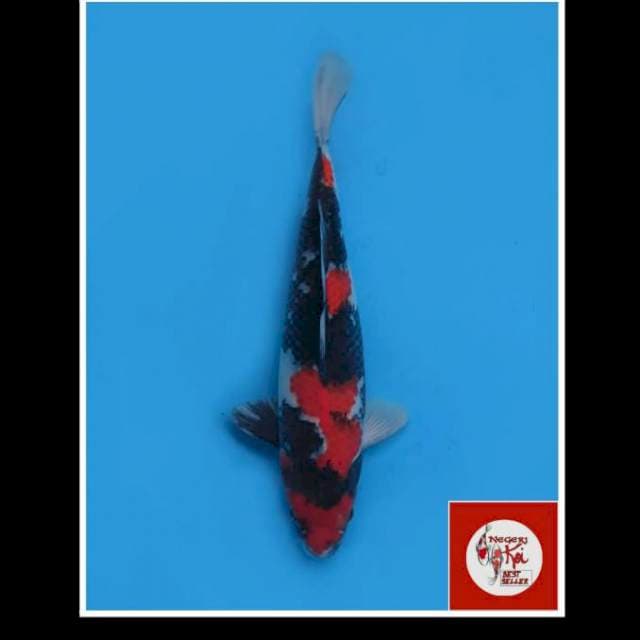 34cm - Showa Sanshoku Strong