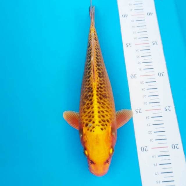 Kin matsuba 25cm