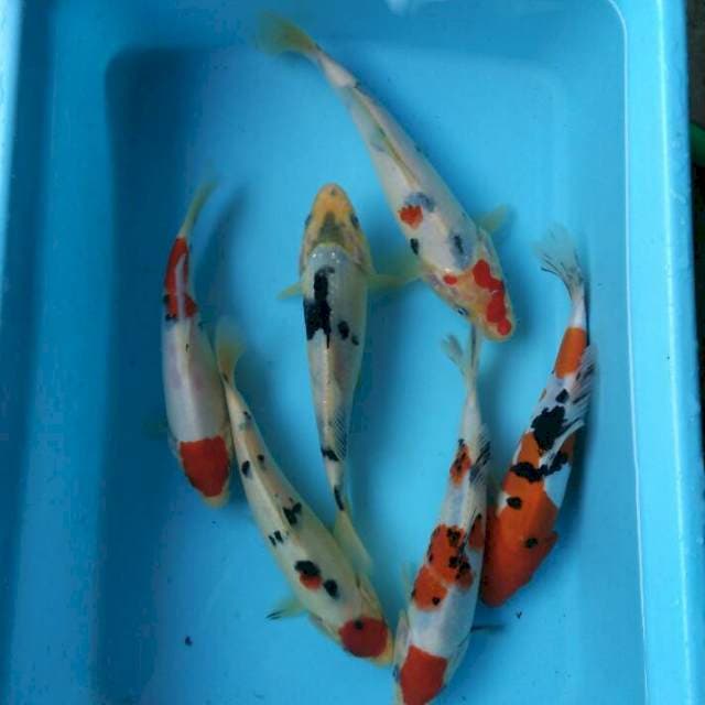 Mix Koi Bara Bere
