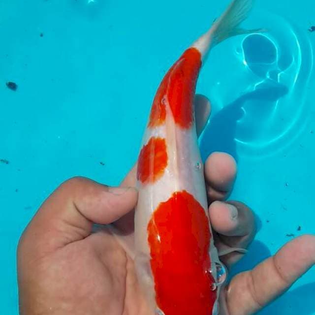 Kohaku red strong