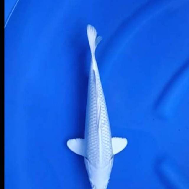 Platinum Cantik - Putih Salju 