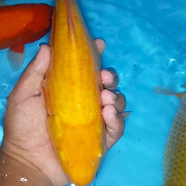 Karasi