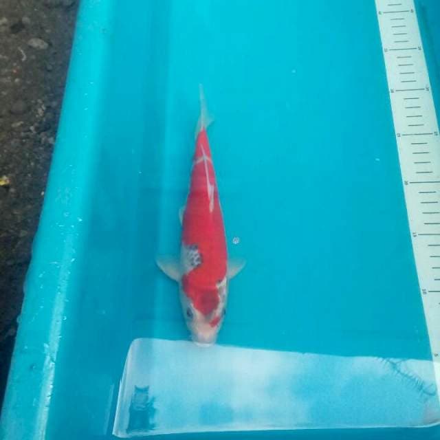 Goshiki Super Red