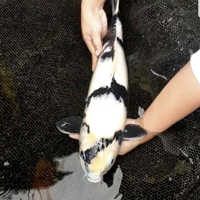 Shiro utsuri non serti