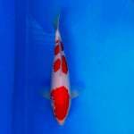 Sandan Kohaku 