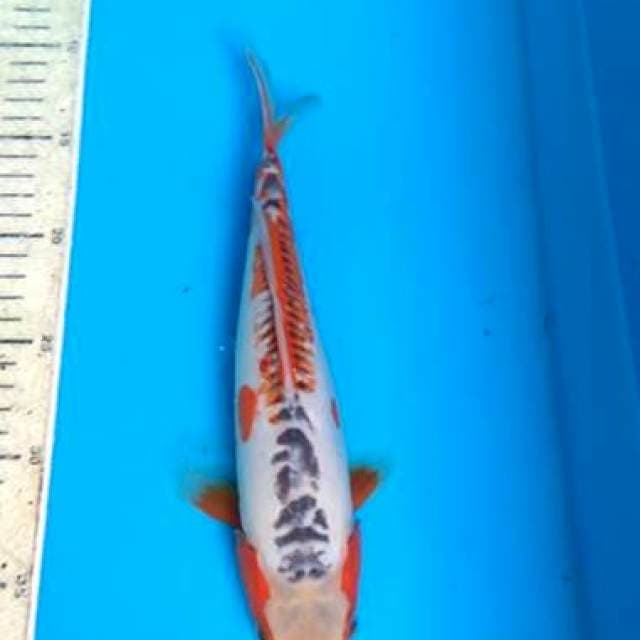 Shusui 28cm