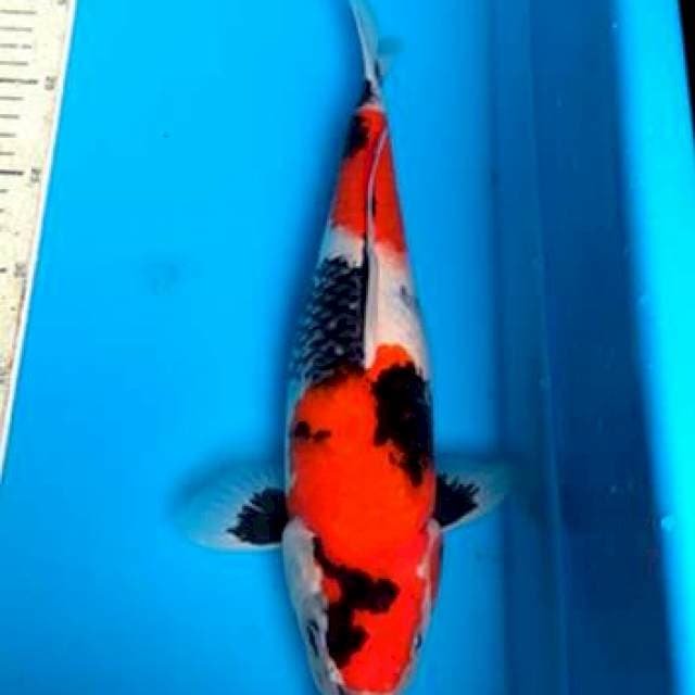 Showa 32cm