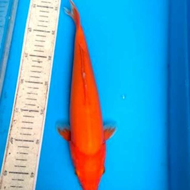 Benigoi doit 33cm