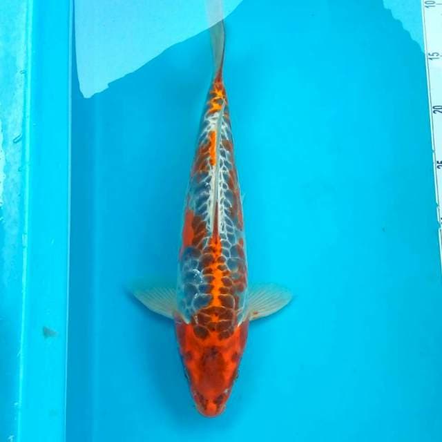 GOSHIKI #35CM