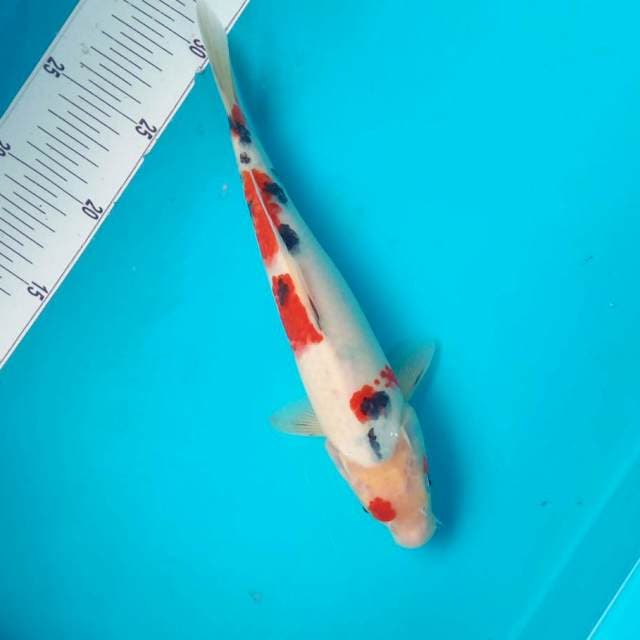 SANKE #28CM