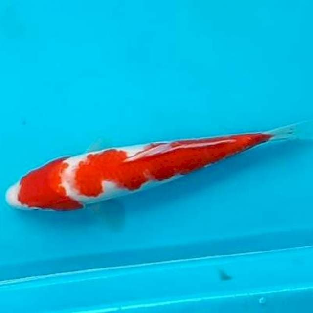 KOHAKU #26CM