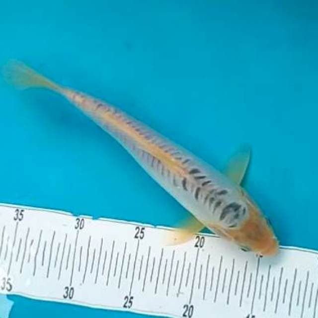 SHUSUI #27CM